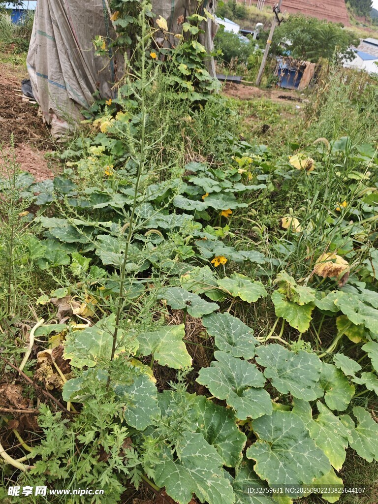 繁茂瓜藤植物景观