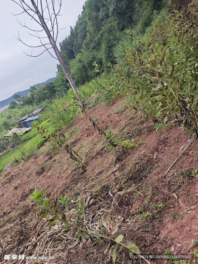 山坡上的树苗与绿植景观