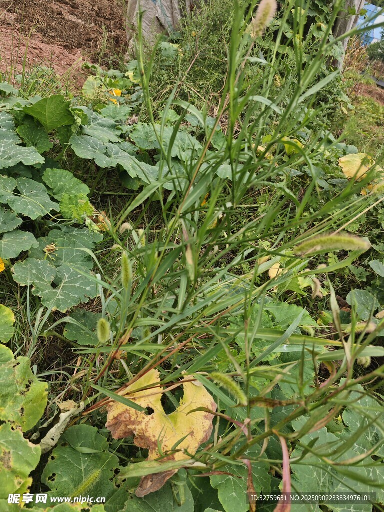 绿叶间的斑驳植物