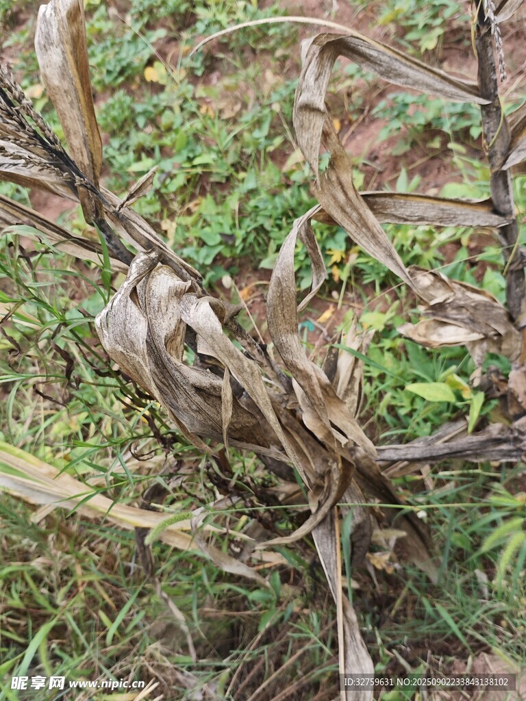 枯萎植物的残枝