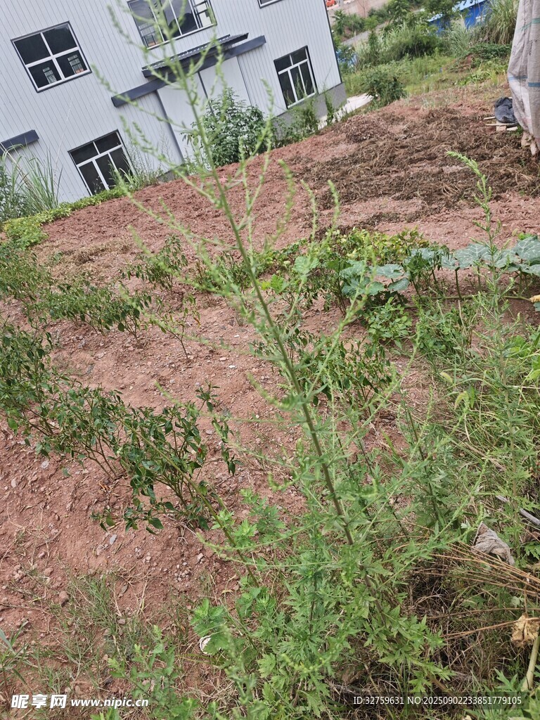 户外杂草丛生的土地
