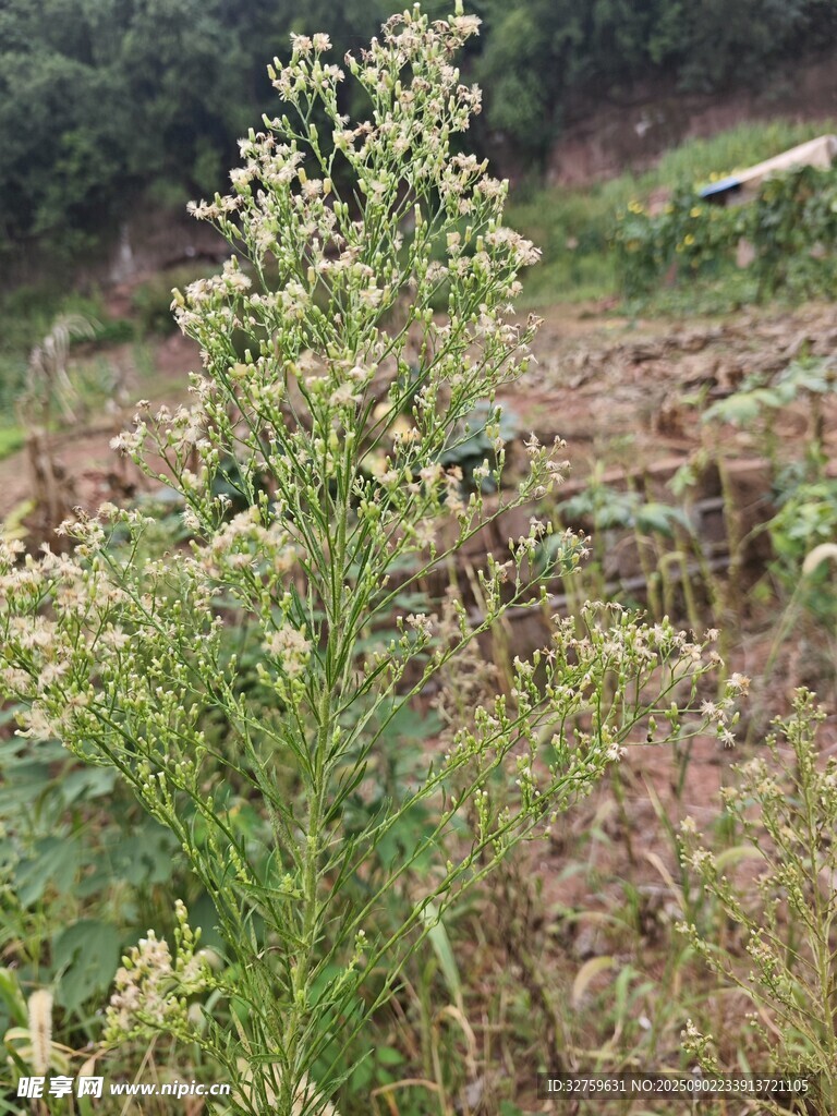 田野中的繁茂绿植