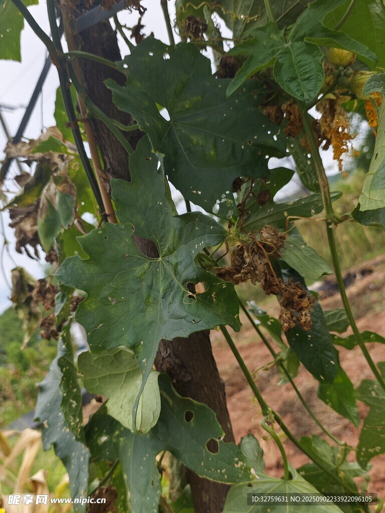 藤蔓植物攀爬于树干