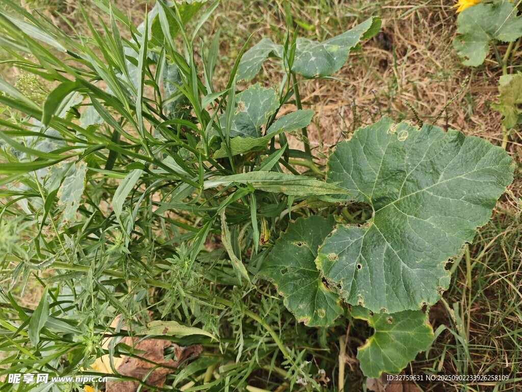 绿叶植物于泥土中生长