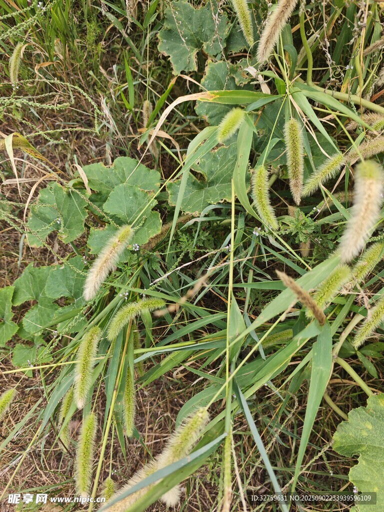 田野中的豆荚与三叶草