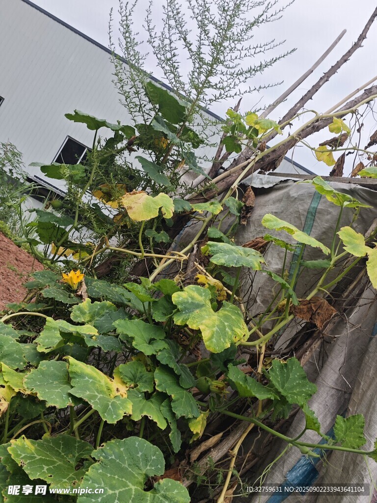 庭院中的繁茂瓜藤植物