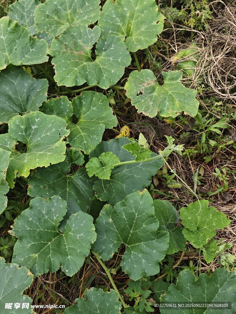 绿叶丛生的地面植物