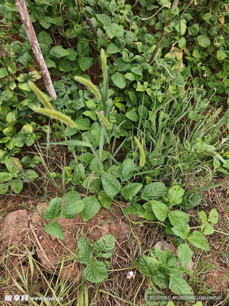 田间嫩绿植物生机勃勃