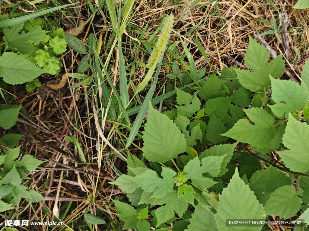 地面上的多样绿色植物