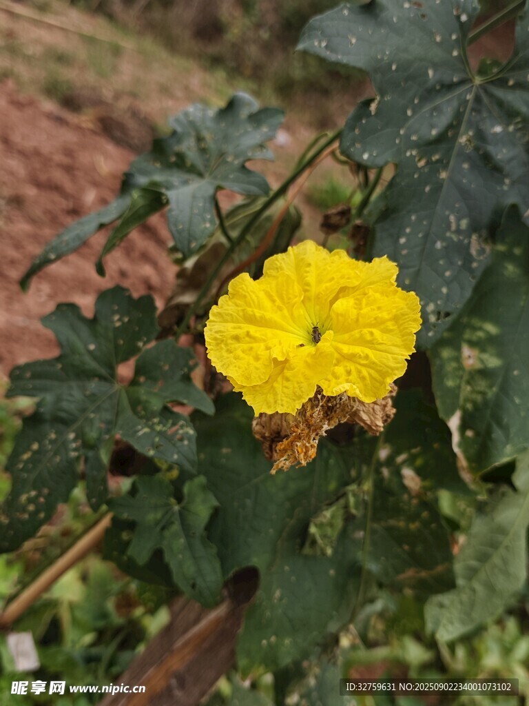 黄色单朵蔷薇花特写