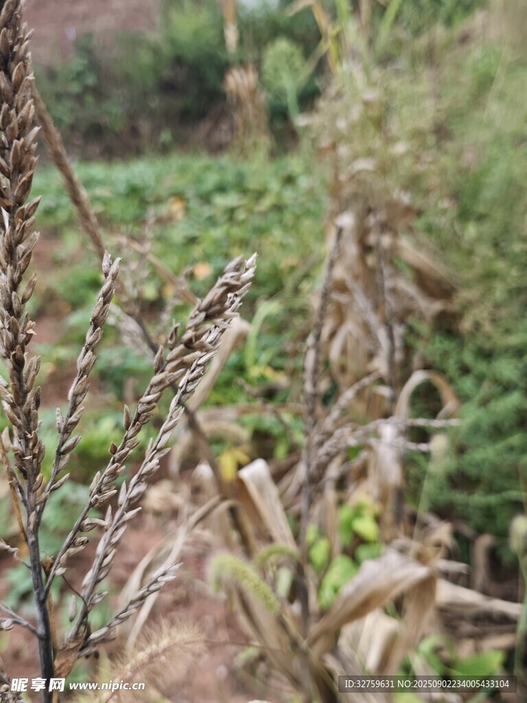 秋日野外枯萎植物景象