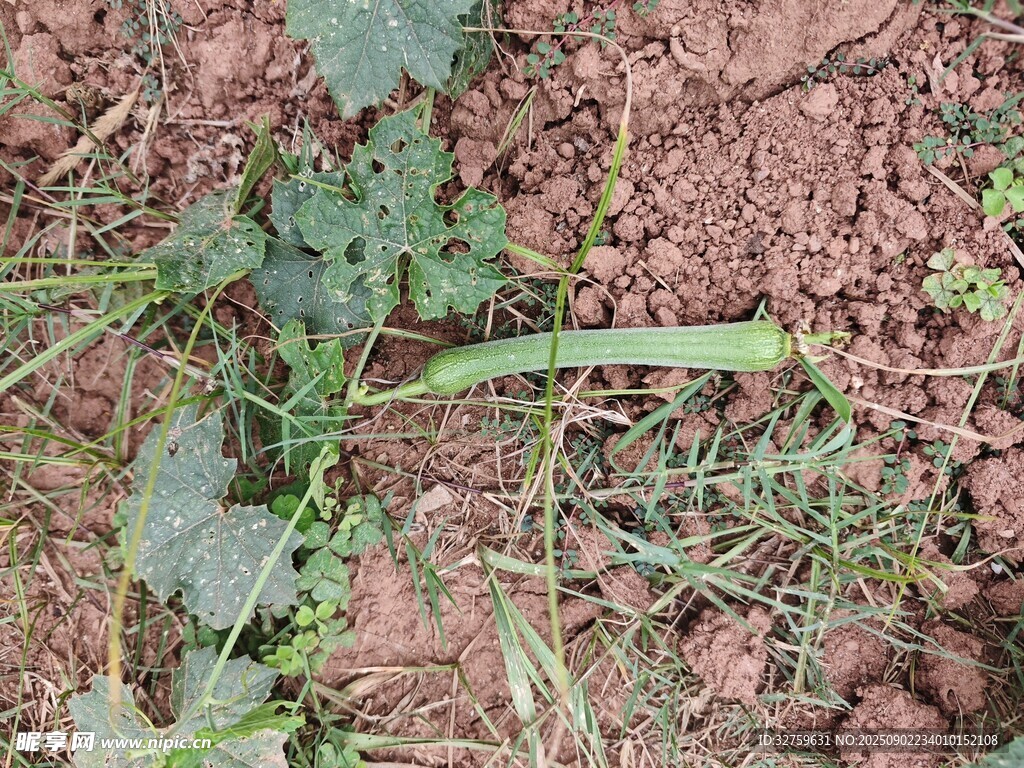 地面上的绿色植物与泥土