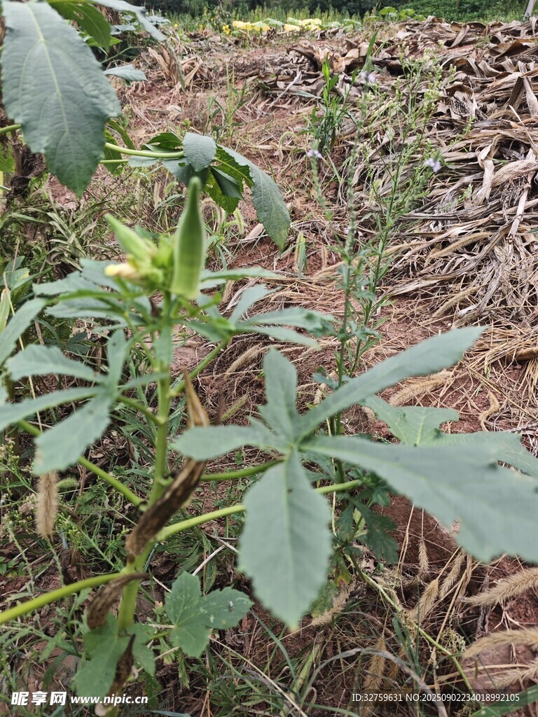 田间生长的绿色植物