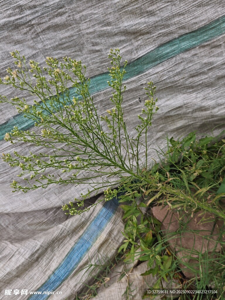墙边生长的嫩绿植物