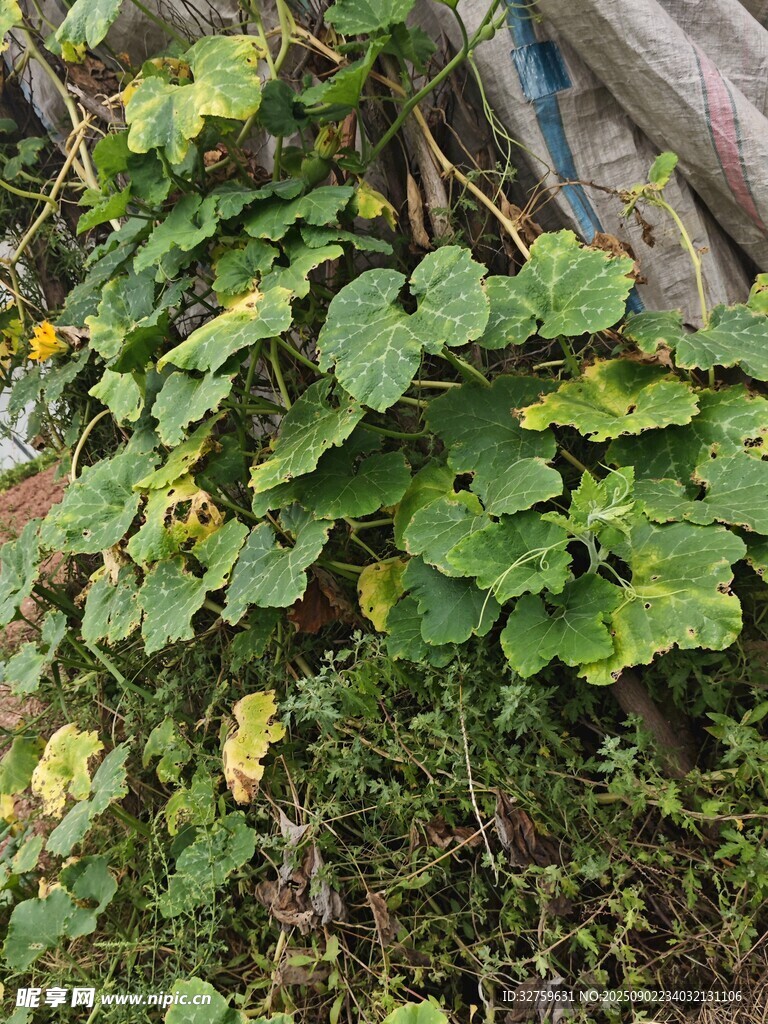 绿叶繁茂的植物景观
