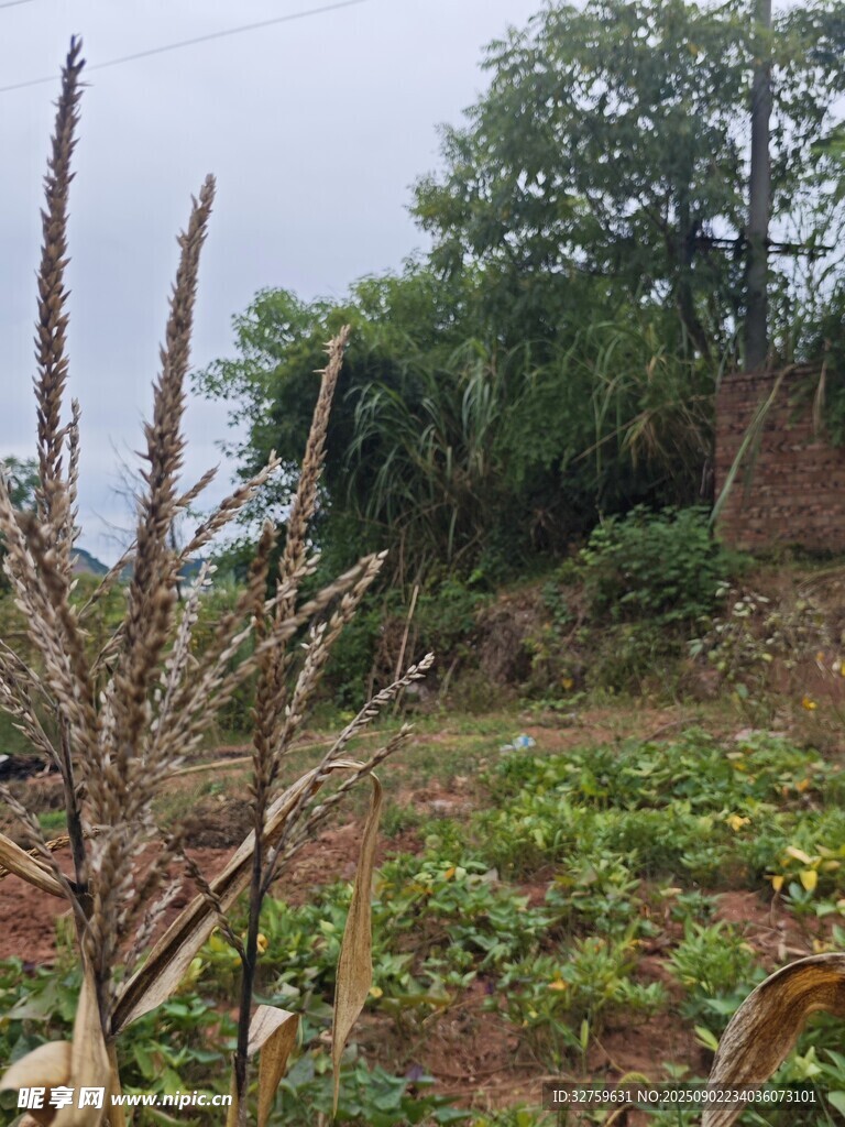 野外植物与茂密山林景观