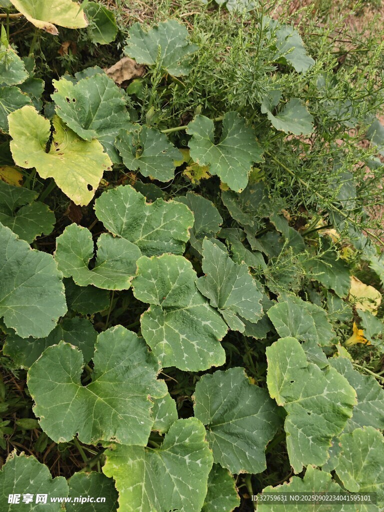 绿叶繁茂的植物景观