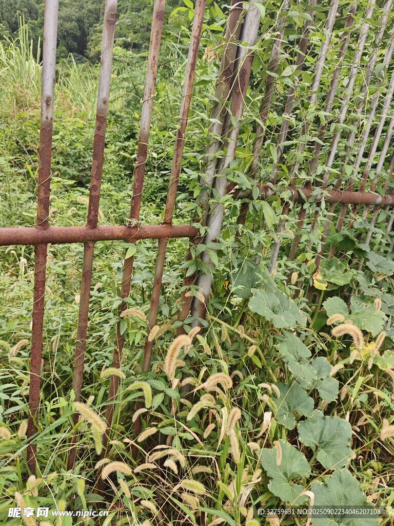 生锈铁栅栏旁的绿植景观
