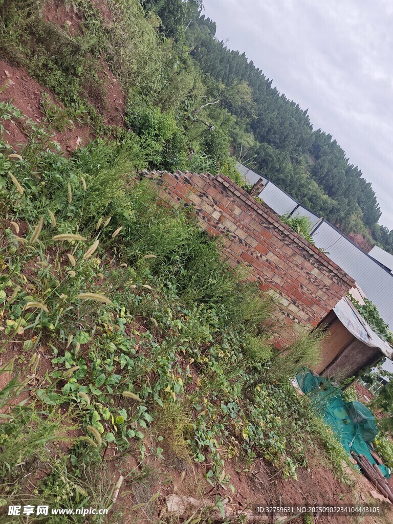 山坡上的绿植与建筑