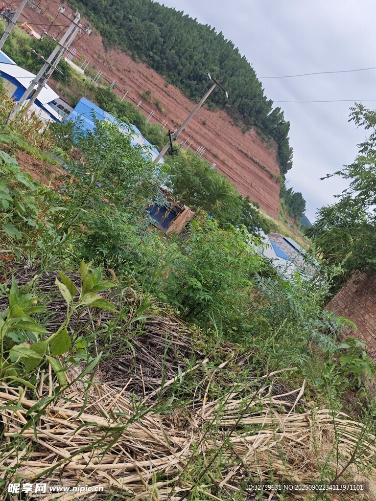 野外杂草丛生的荒废场景