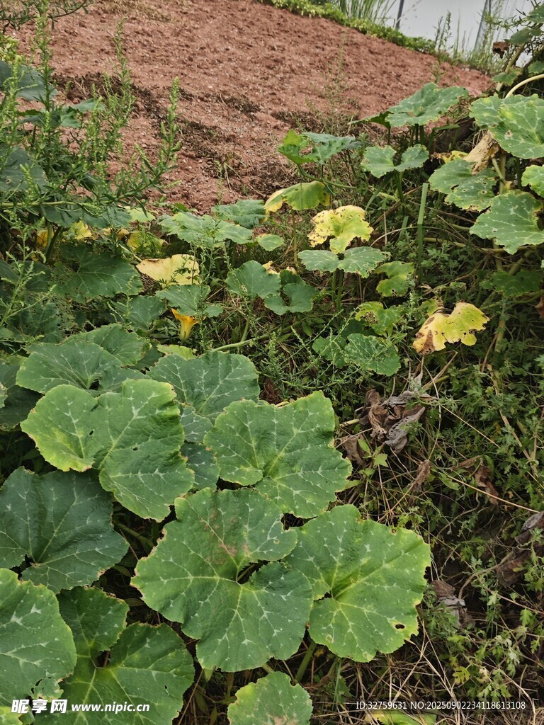 田间盛开的南瓜花