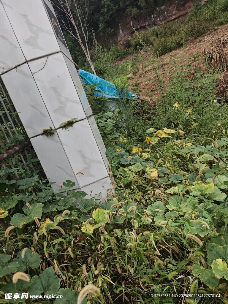 户外草丛中的白色物体