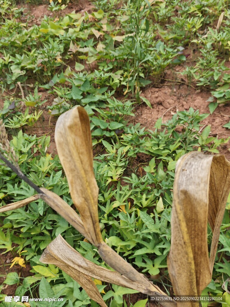 枯黄叶片与绿色植被对比