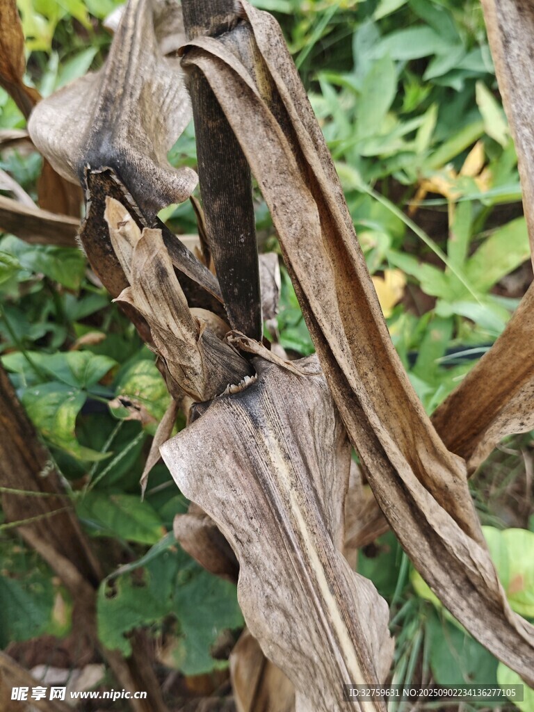 干枯的玉米植株