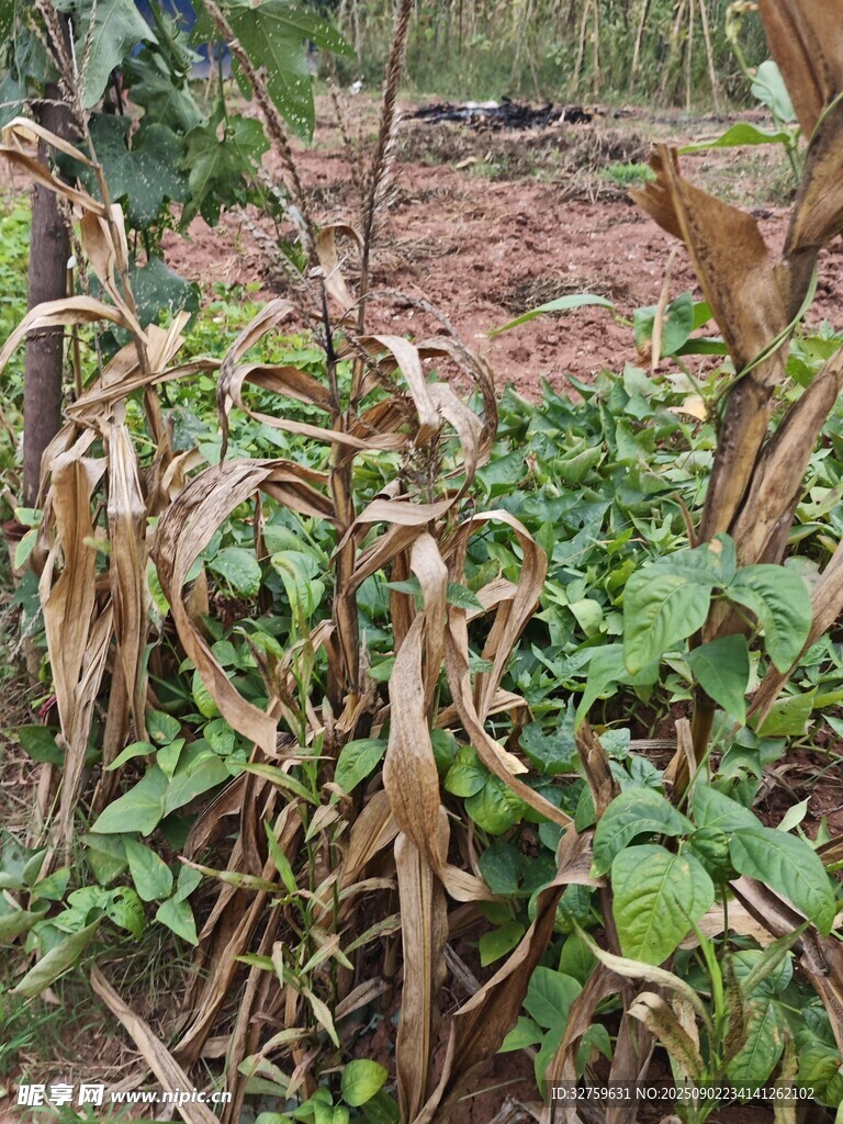 枯萎玉米旁的绿色植物