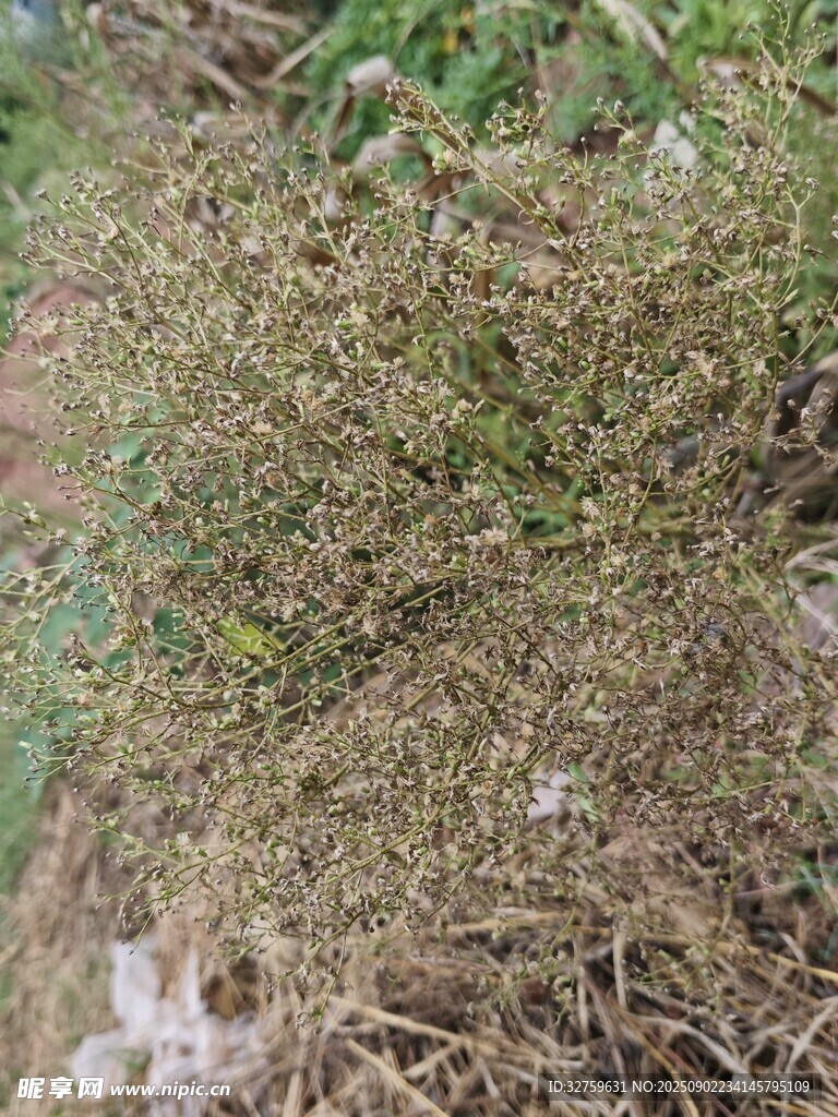 干枯杂草景象