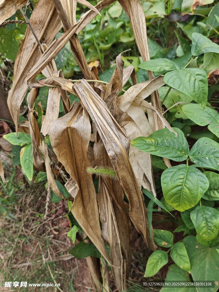 枯黄玉米秆旁的绿色植物