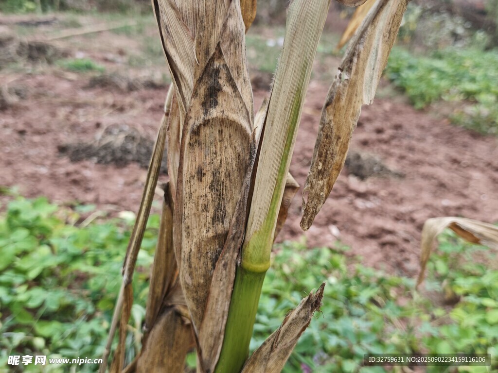 枯萎的植物茎秆
