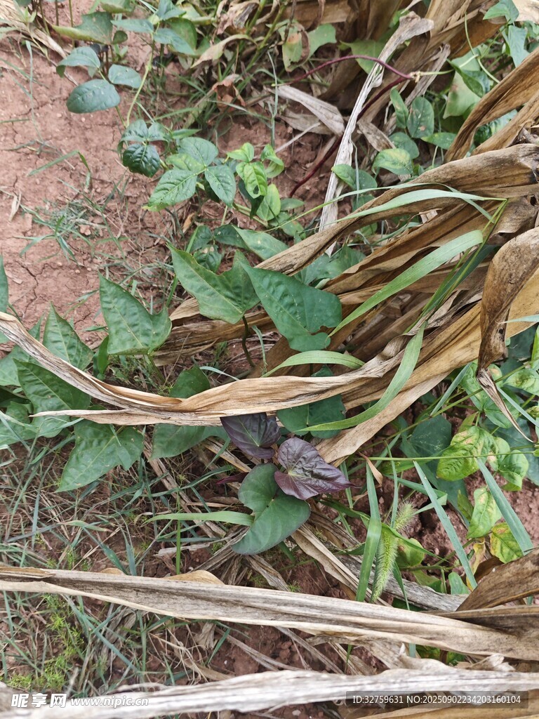枯黄植物与绿色植物交织