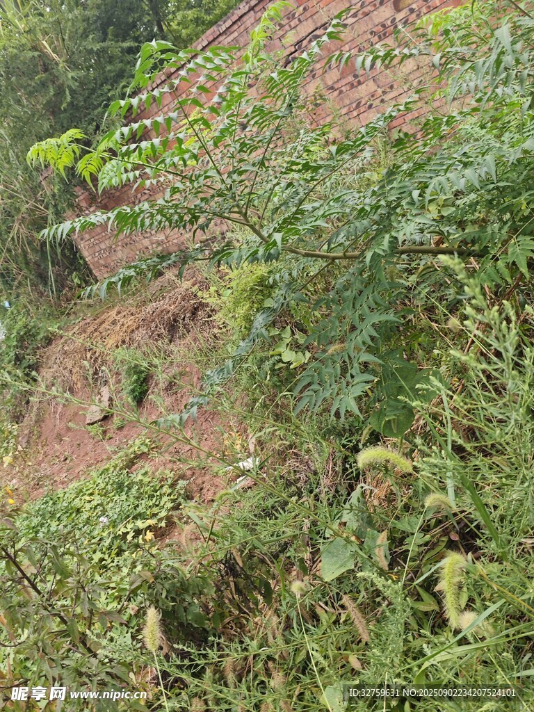 山坡绿植景观