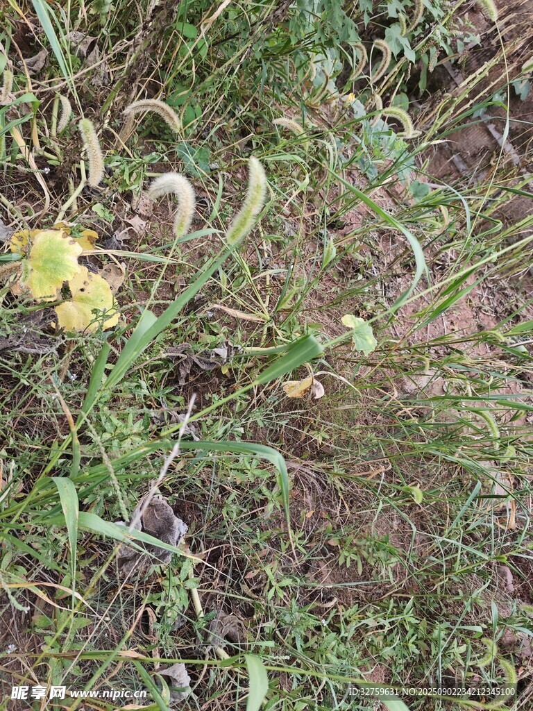 地面上的野生植物