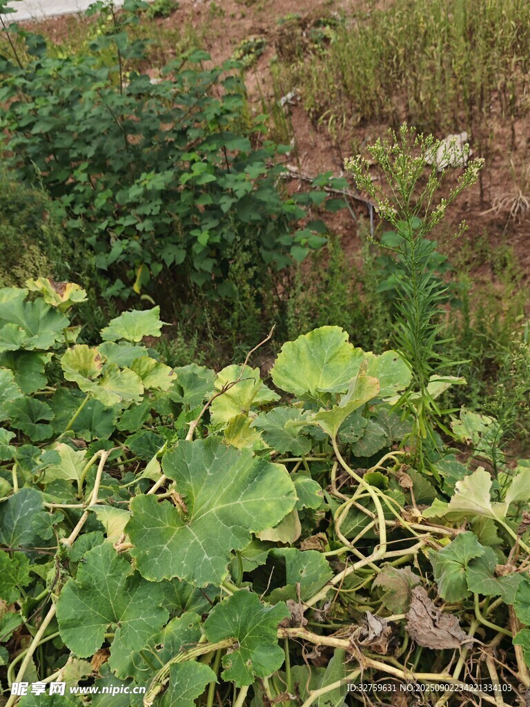 野外绿植景象