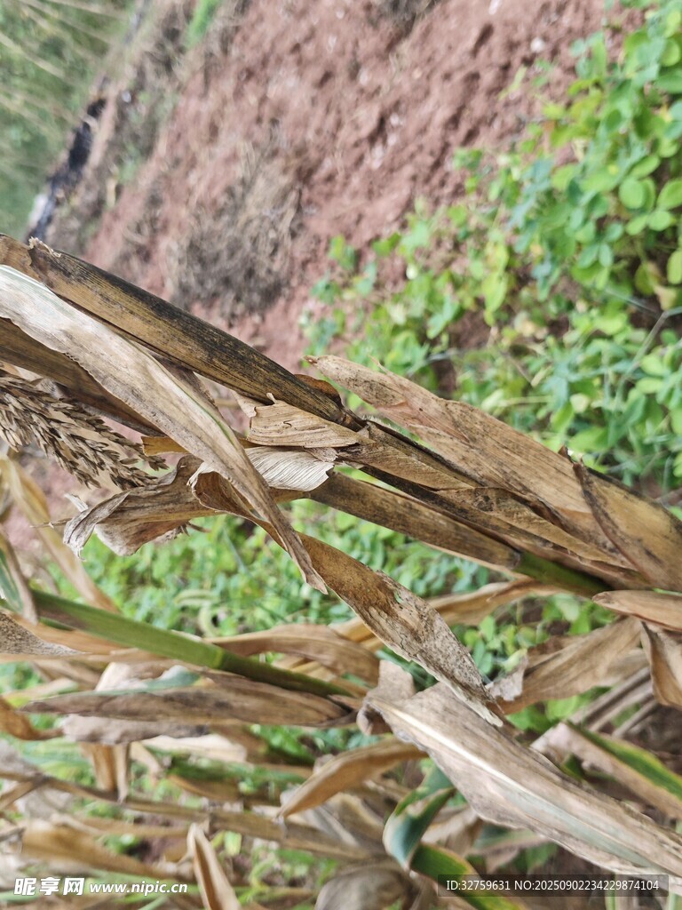 山间交错的木质结构