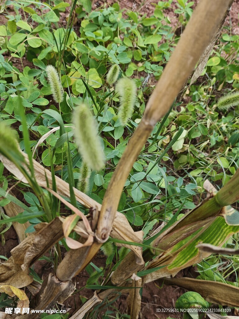 野外绿色植物特写