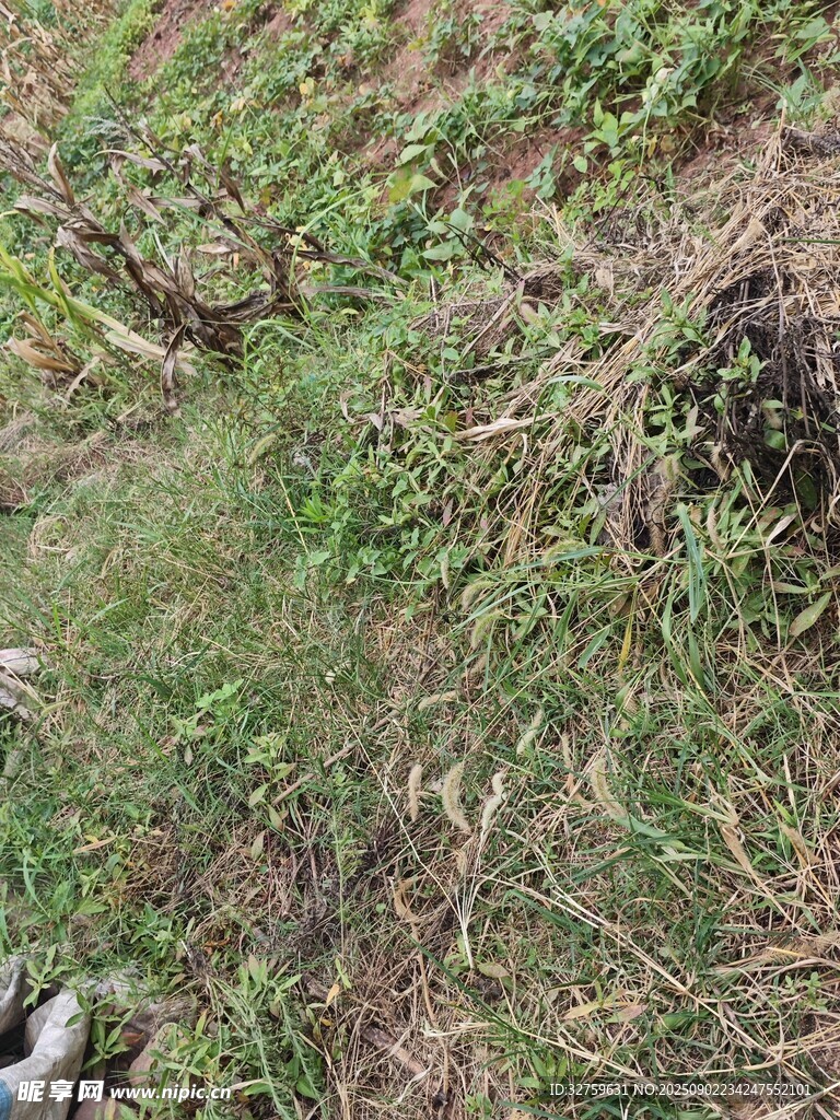 野外草地景象