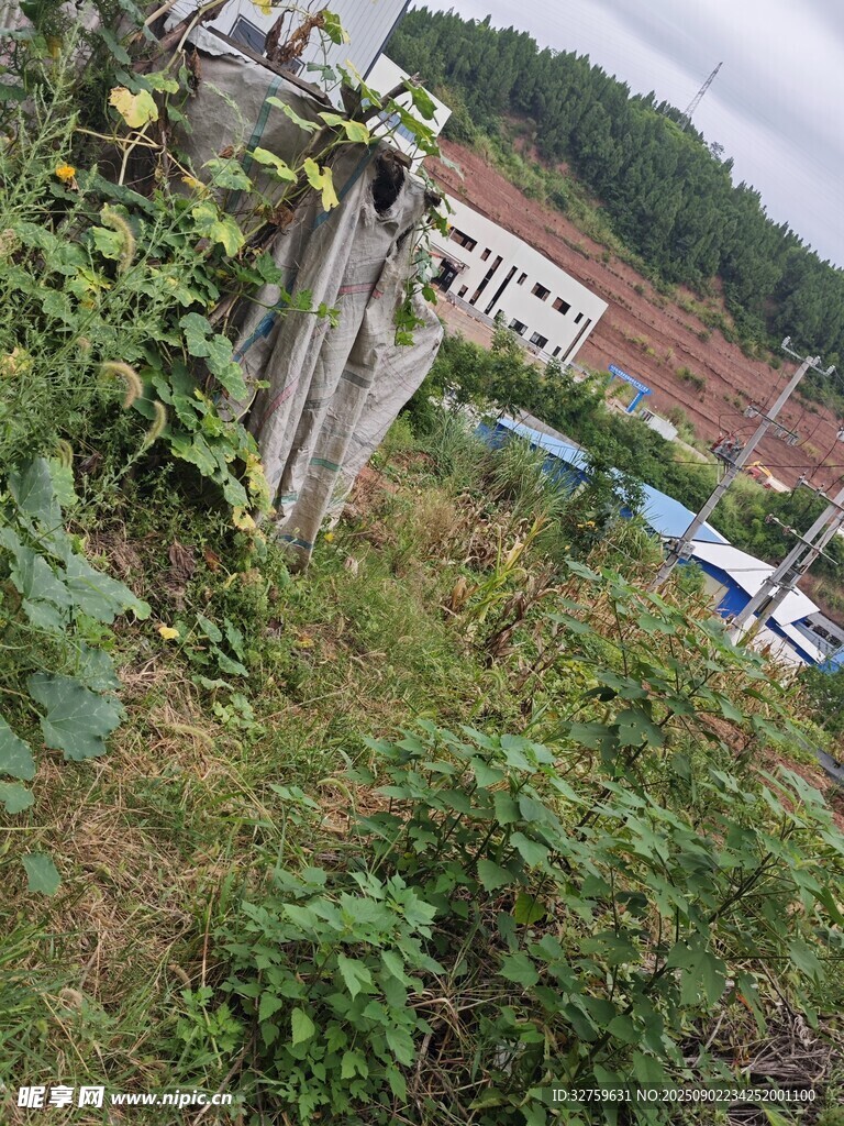 杂草丛生的荒废角落