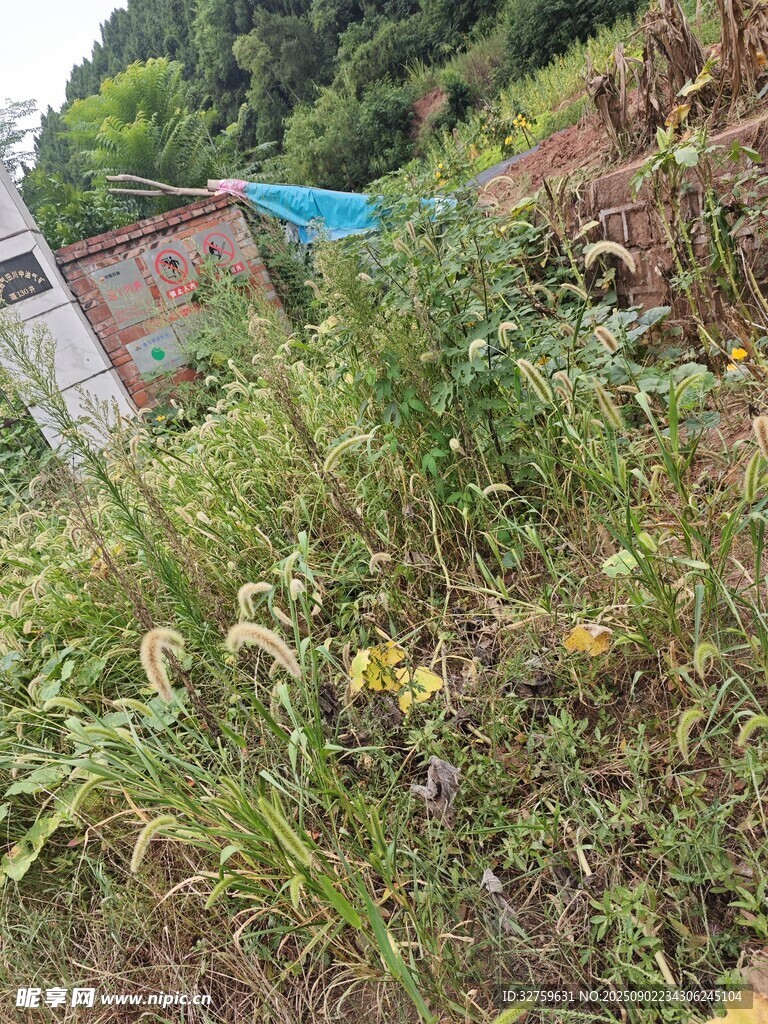 杂草丛生的荒废户外场景