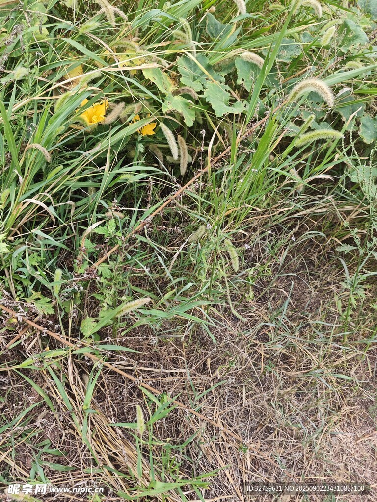 野外草地中的绿色植物