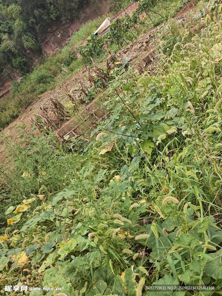 山坡上的繁茂绿植