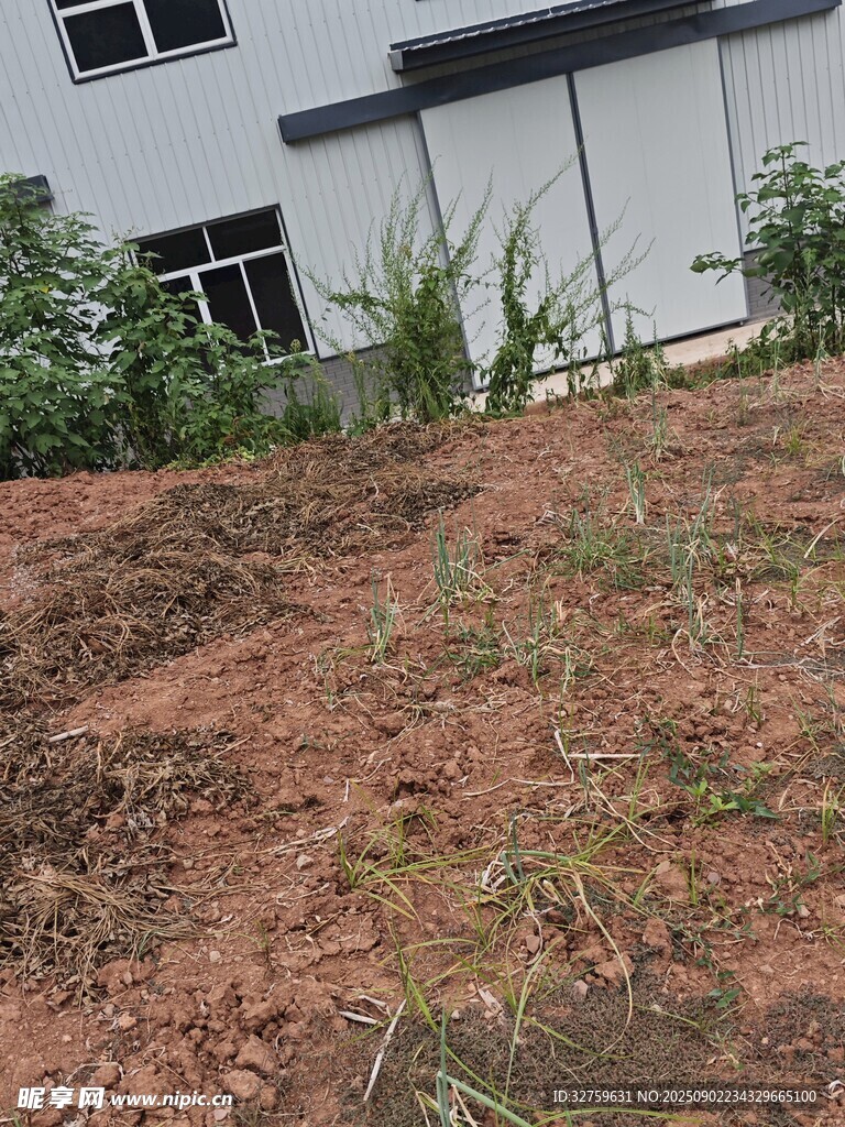 户外泥土地与绿植场景