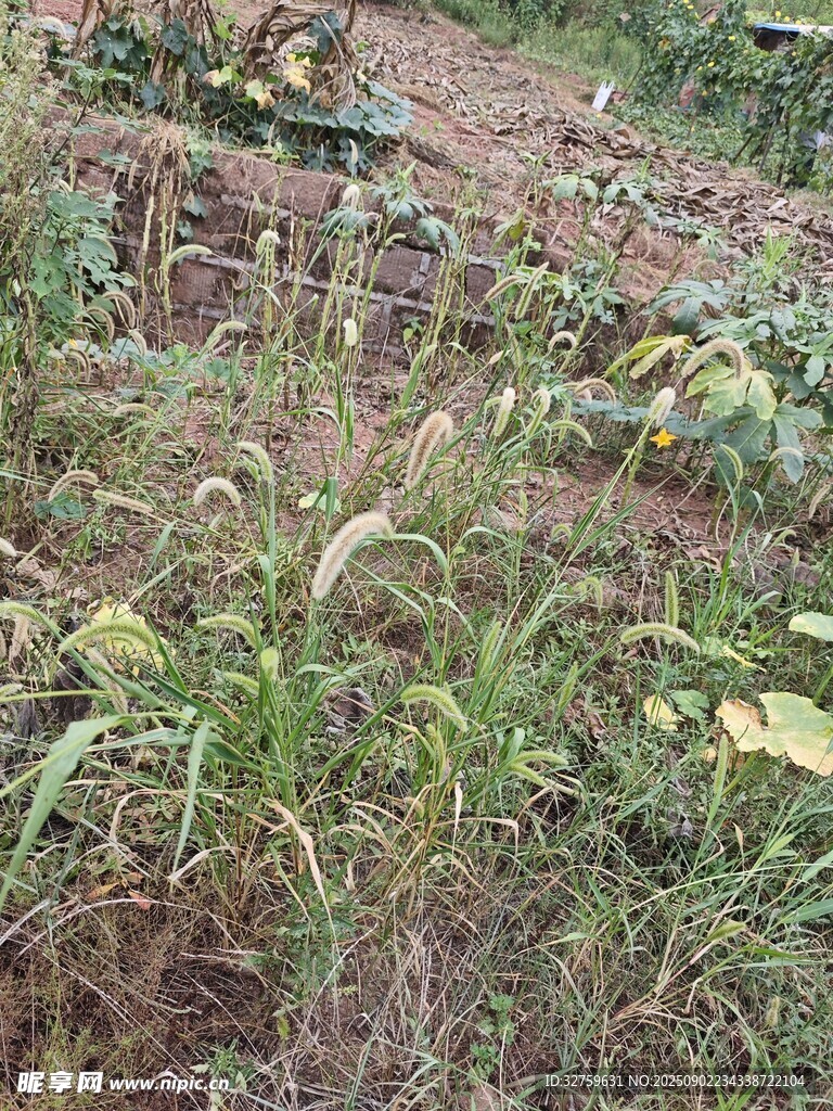 野外农田旁的杂草景观