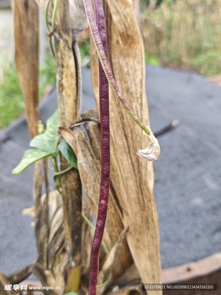 干枯玉米植株特写