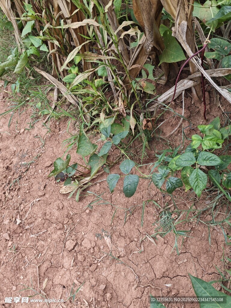 田间生长的绿色植物