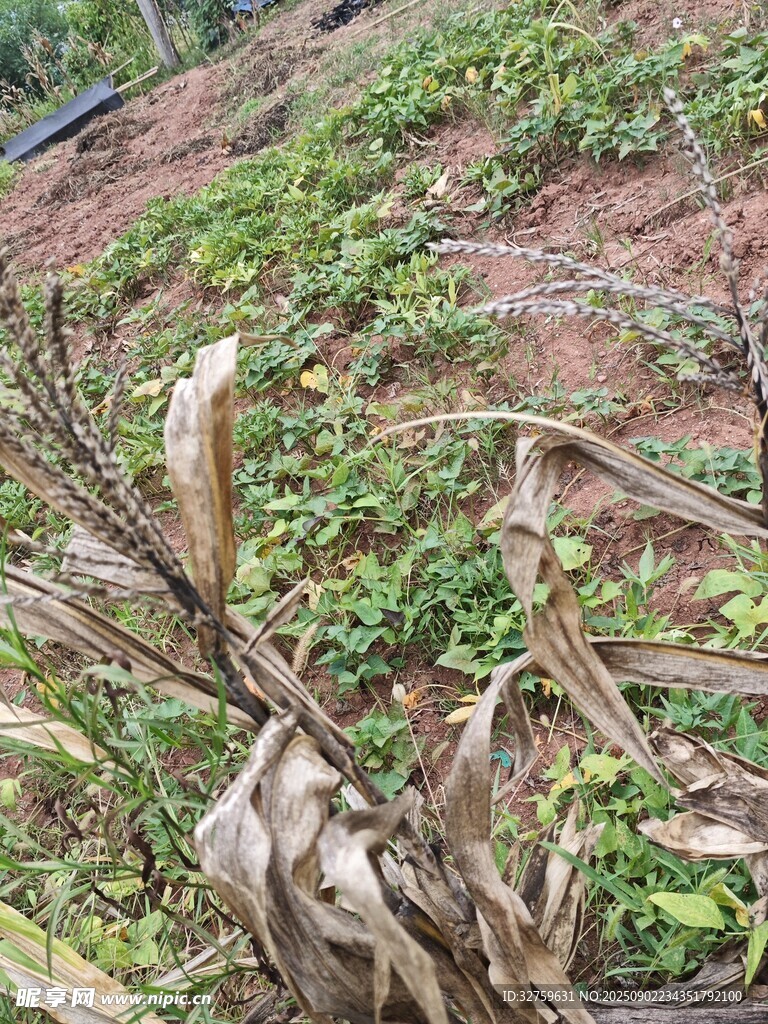 山坡上的植物与枯萎作物