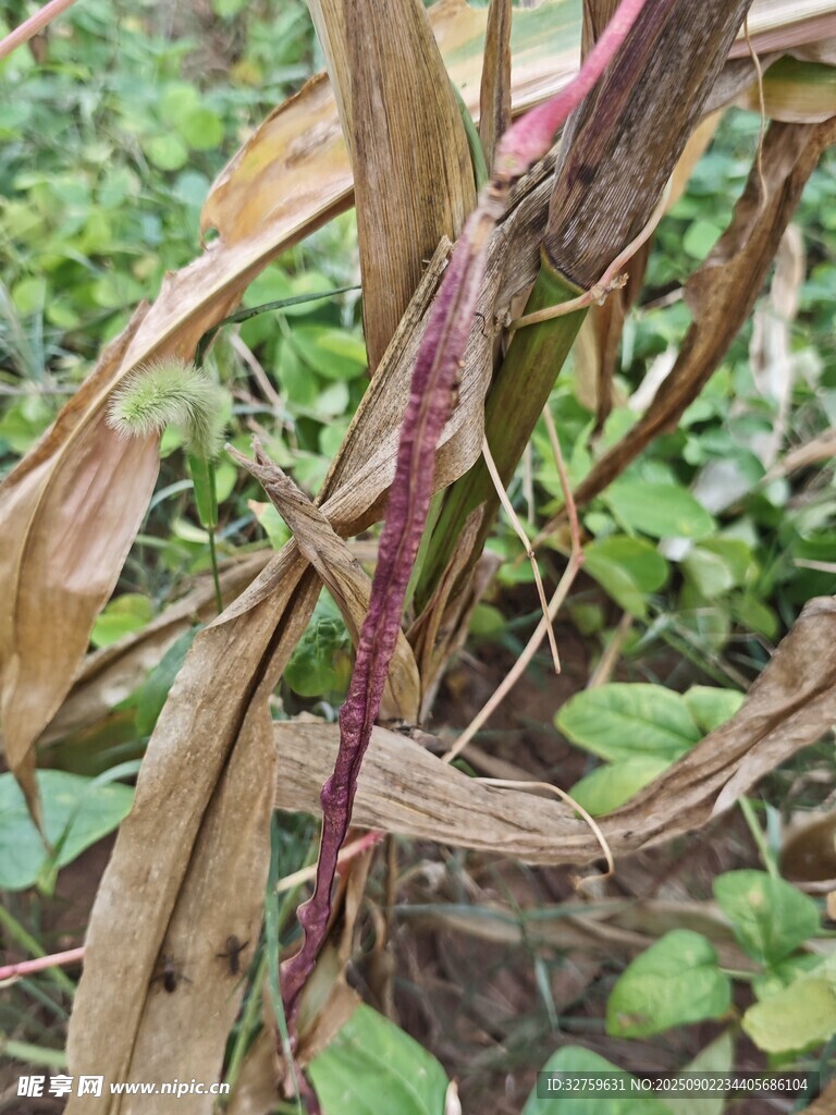 紫色茎秆植物特写