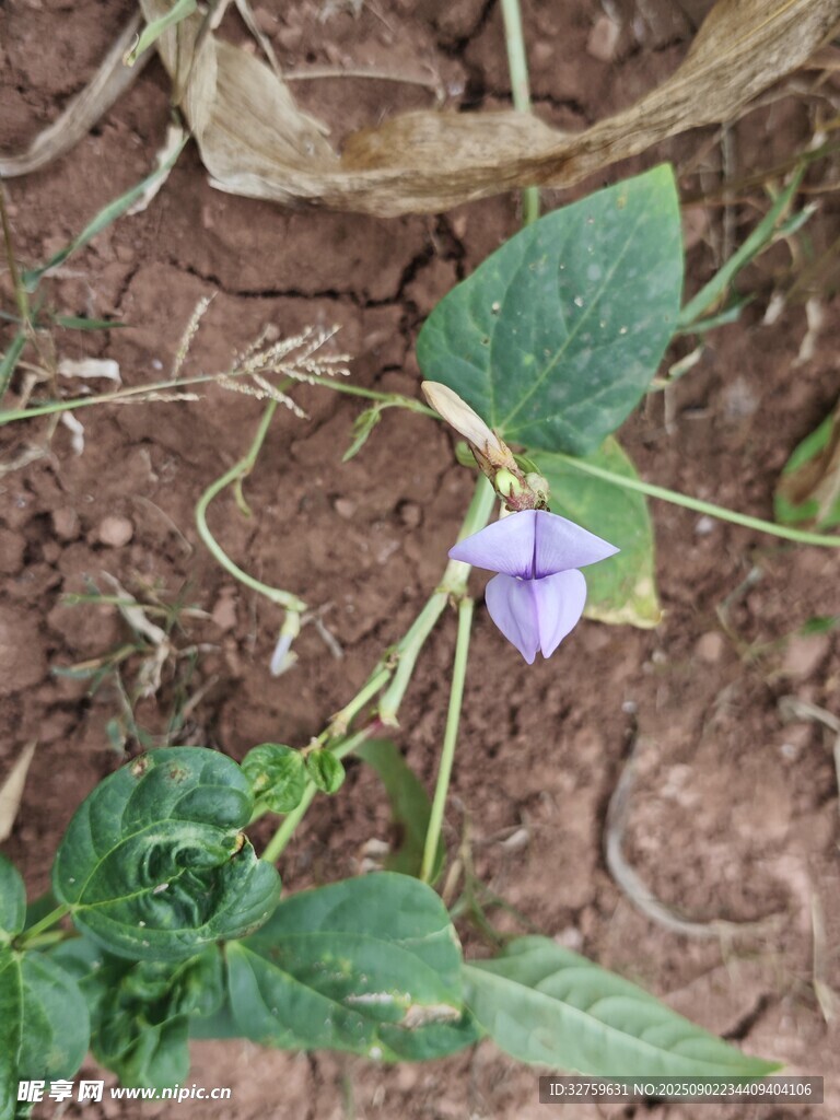 紫色小花绽放于泥土间